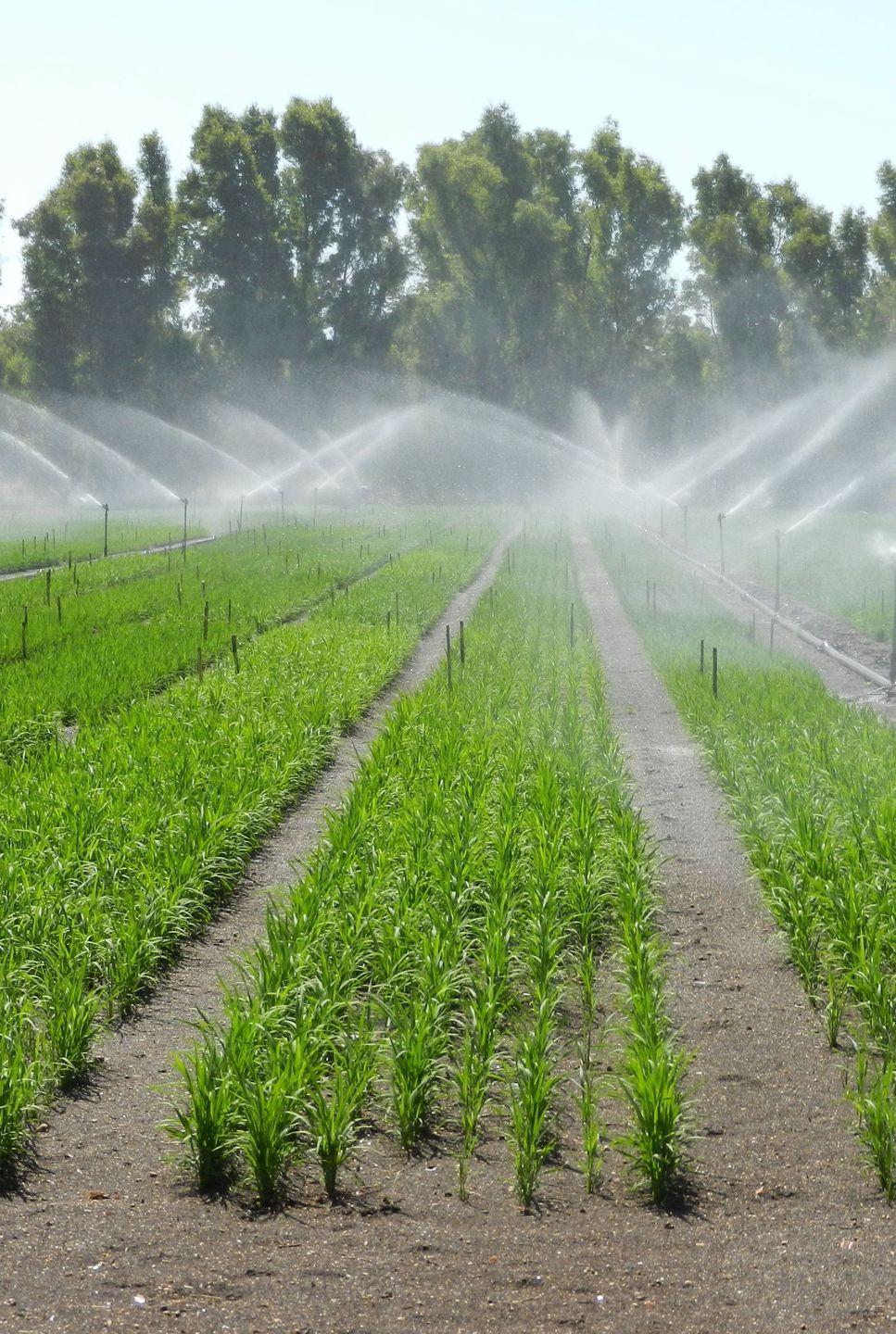 Acqua irrigua sospesa fino a mercoledì 17