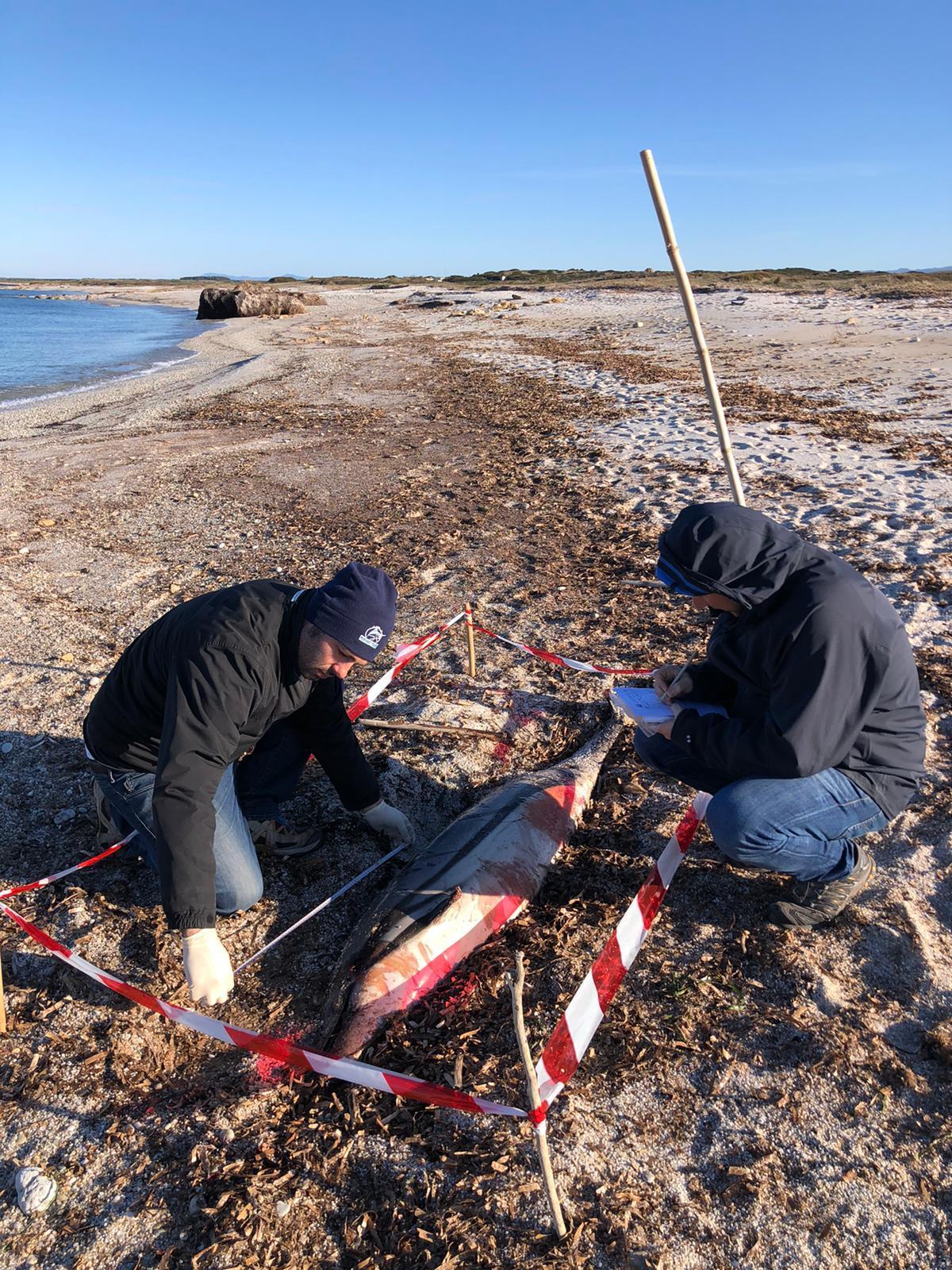 Cabras, stenella spiaggiata nelle coste del Sinis