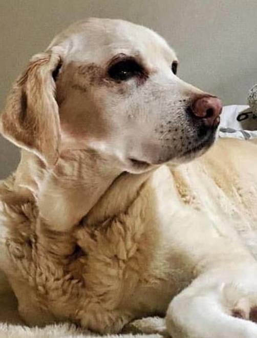 Niente da fare per Lilly il labrador che ha mobilitato Montericco
