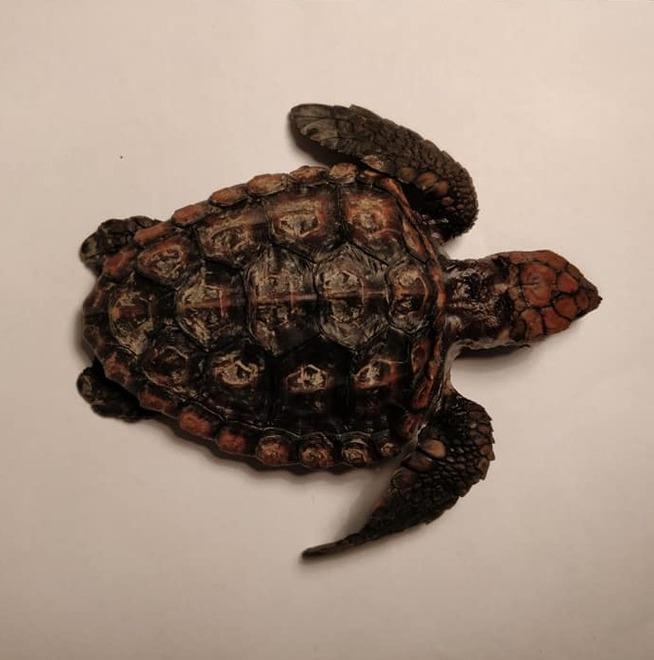 Una piccola Caretta Caretta spiaggiata tra i ciottoli di Chiessi