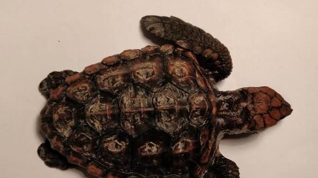 Una piccola Caretta Caretta spiaggiata tra i ciottoli di Chiessi