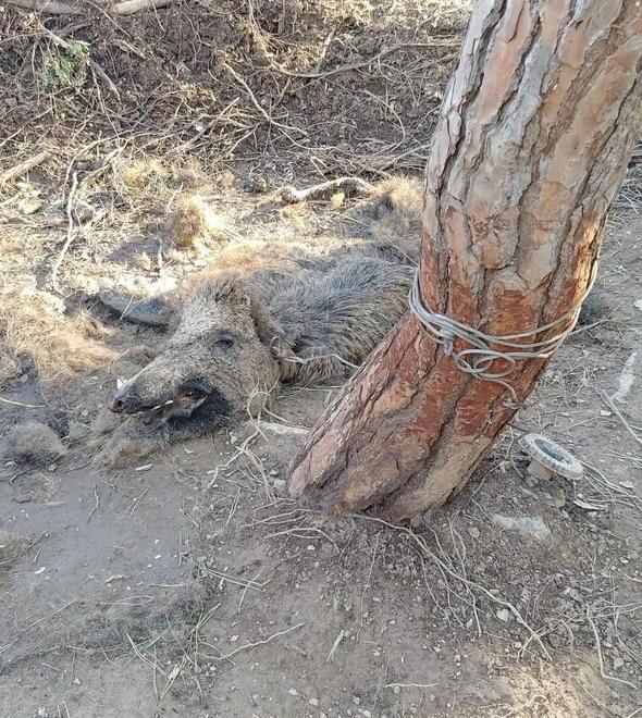 Morte orribile per un cinghiale nella trappola dei bracconieri 
