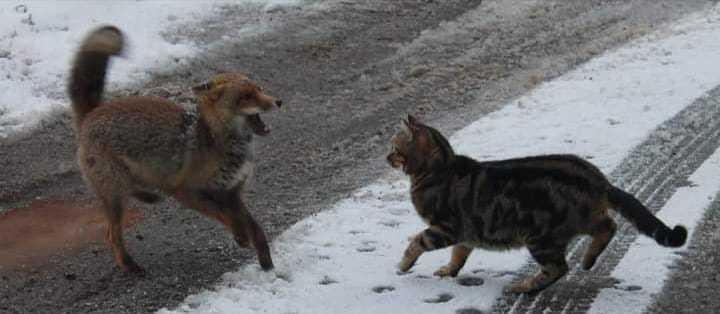 Il faccia a faccia tra il gatto e la volpe