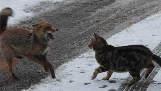 Il faccia a faccia tra il gatto e la volpe