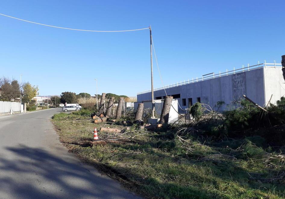 Una parte degli alberi tagliati su via del Mondiglio