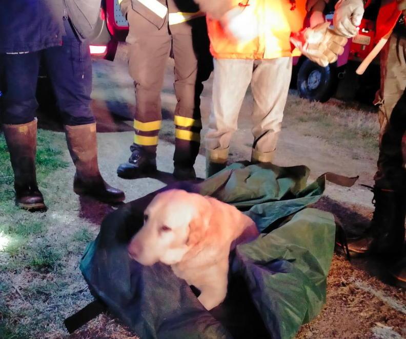 Il cane Zeuss dopo il salvataggio