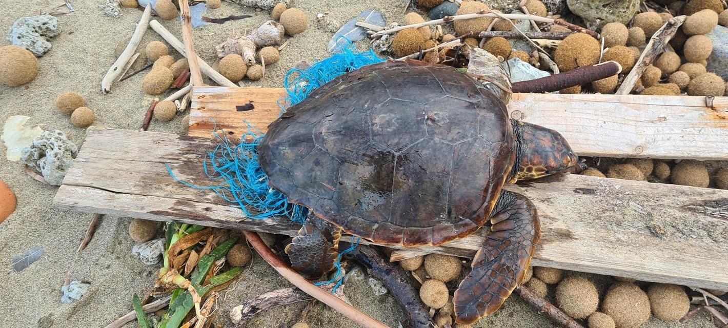 La tartaruga intrappolata nella plastica soccorsa a San Vincenzo
