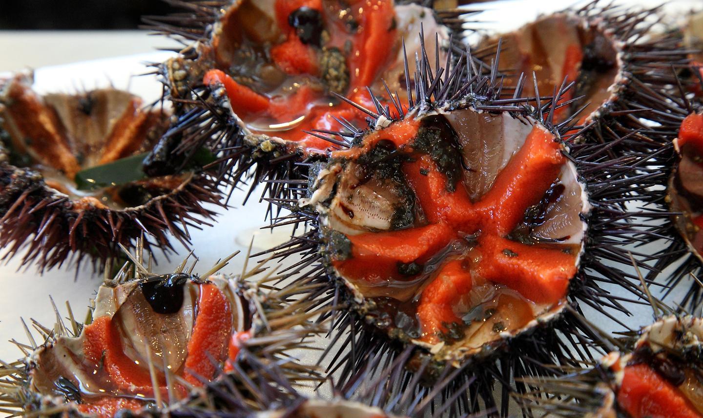 «Uno stop di tre anni per la pesca dei ricci» 