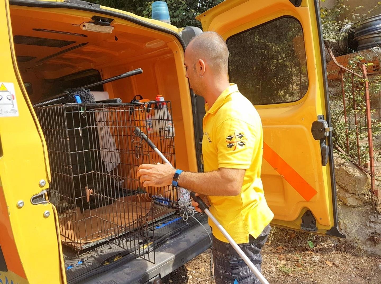 Aggredita da un levriero lo chiude in una stanza