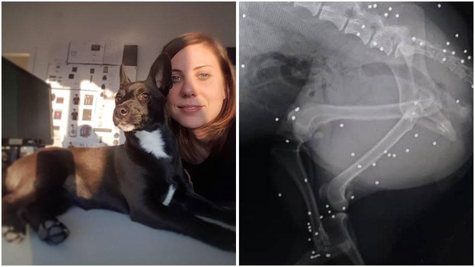 Jhada Miller mentre accarezza la sua piccola Cocò e la radiografia che evidenzia alcuni dei circa cento pallini di piombo nel corpo del piccolo animale