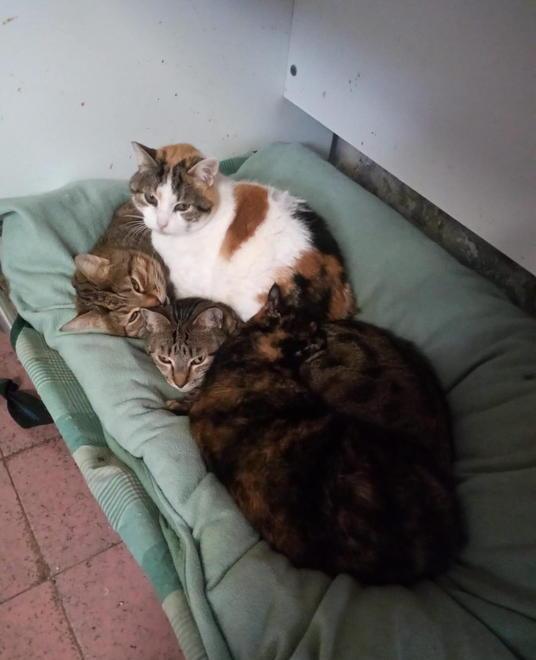 Invasione di gatti sui social e trovatelli in attesa di adozione 