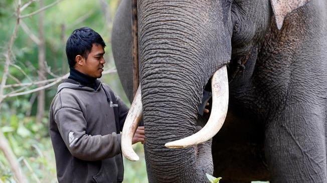 India: vacanza alla beauty farm per 26 elefanti dei templi