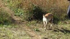 Bocconi avvelenati a Bradirola, sopralluogo dei cinofili col cane Alma