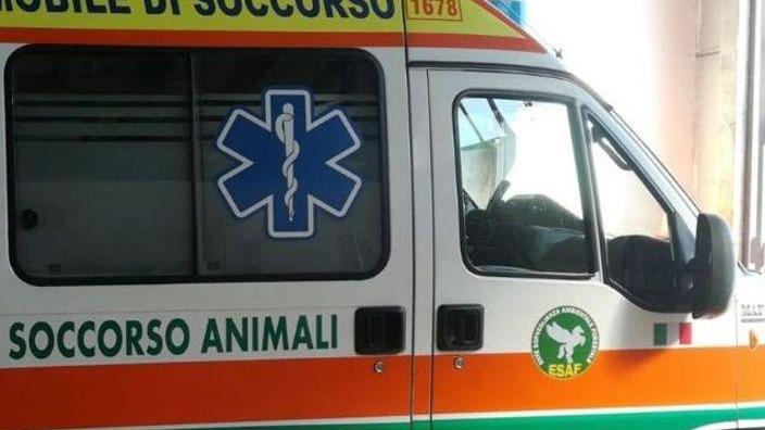 Gattino investito e abbandonato inutili i soccorsi di due passanti