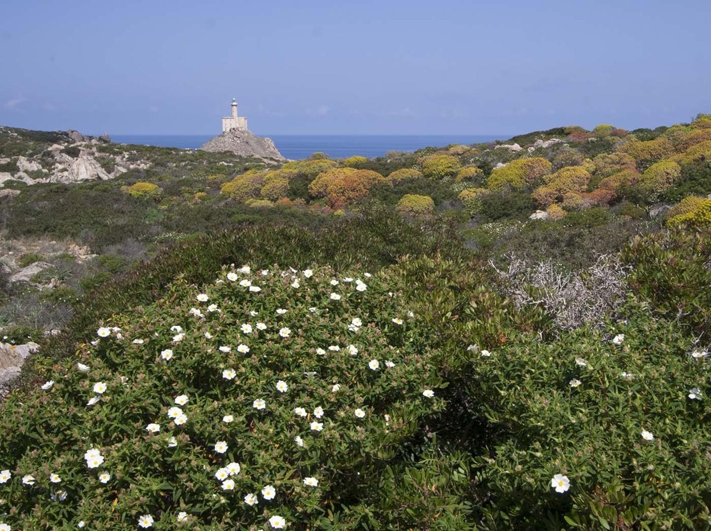 Asinara, chiuso il progetto Girepam 