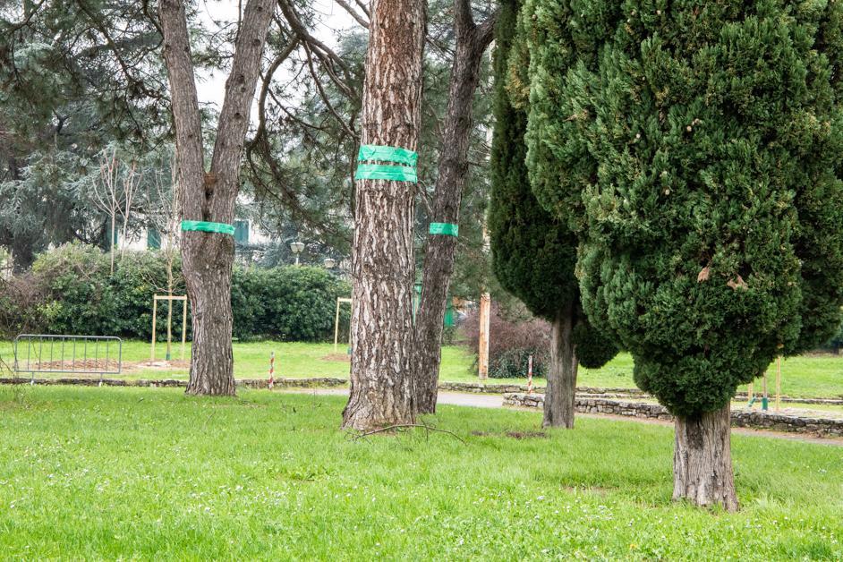 I "collari" verdi applicati ad alcuni alberi nei parchi e giardini pubblici di Empoli per fermare le processionarie