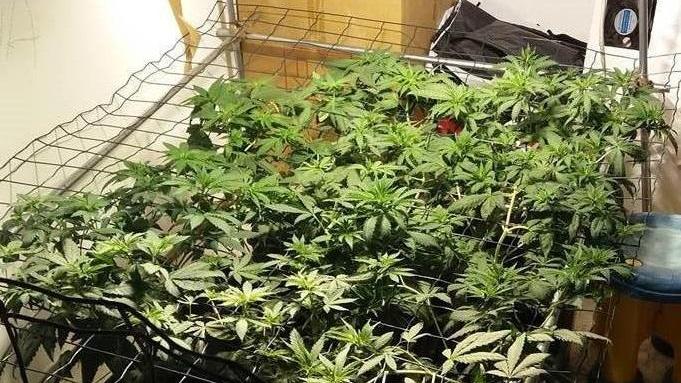 Alcune piante di marijuana