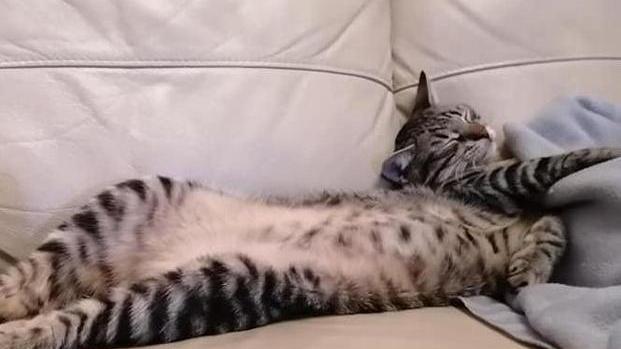 Il gatto ferito