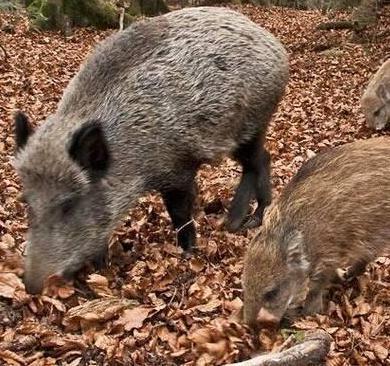 Ambientalisti contro la caccia per far diminuire i cinghiali 