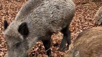 Ambientalisti contro la caccia per far diminuire i cinghiali
