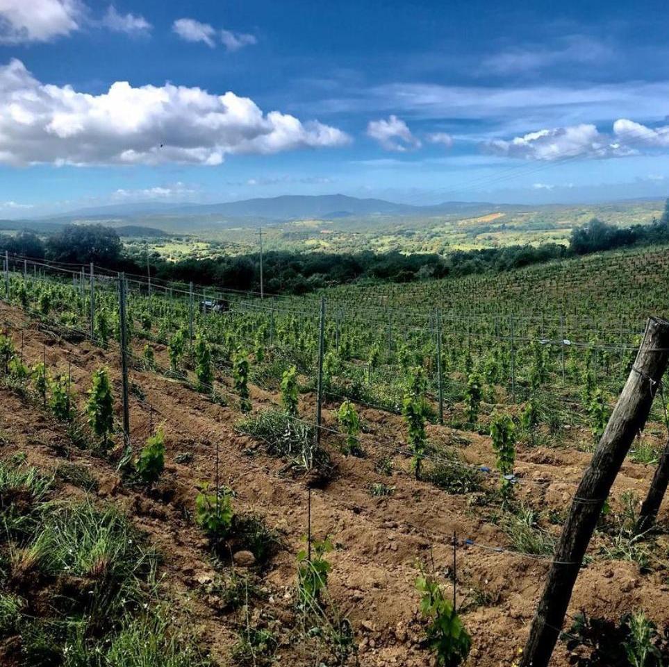 Al Pinotto la Golden Star dei “Vini buoni d’Italia”