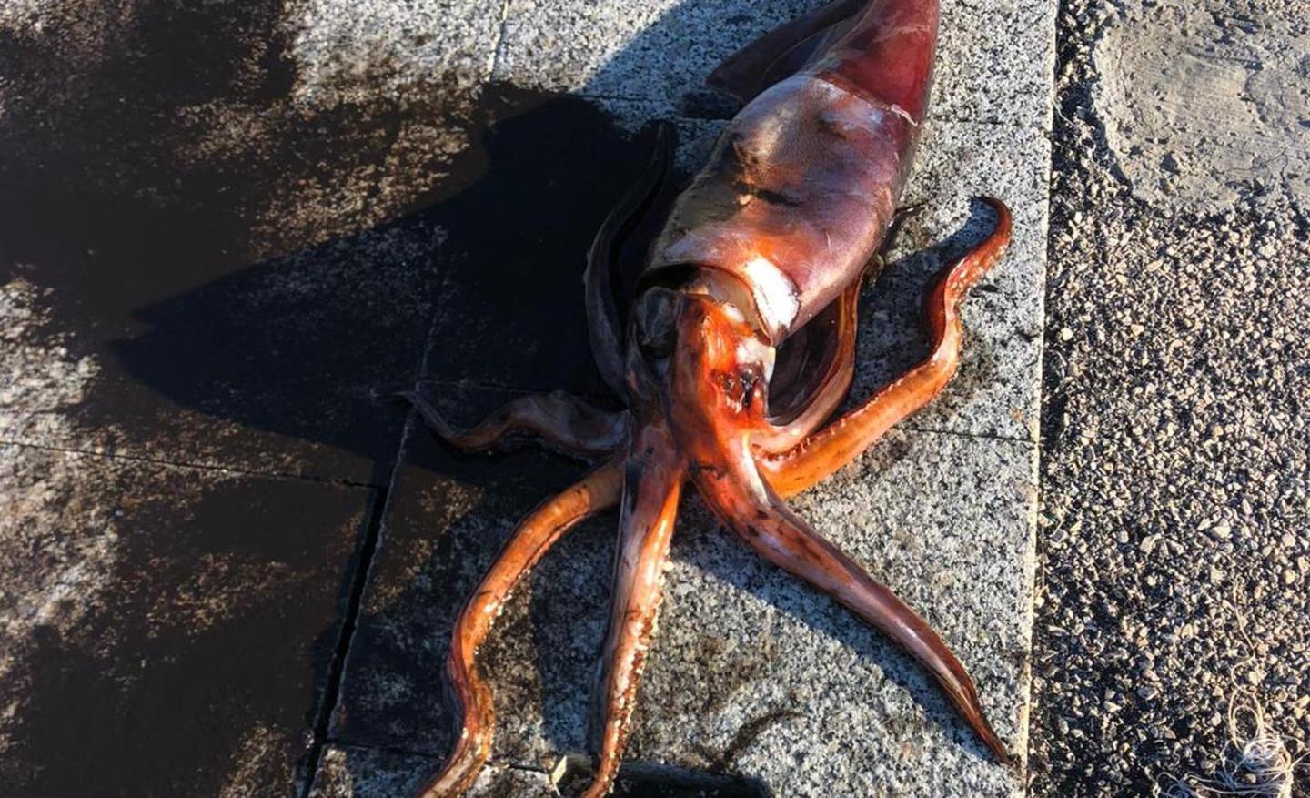 Porto Torres, totano gigante pescato al porto 