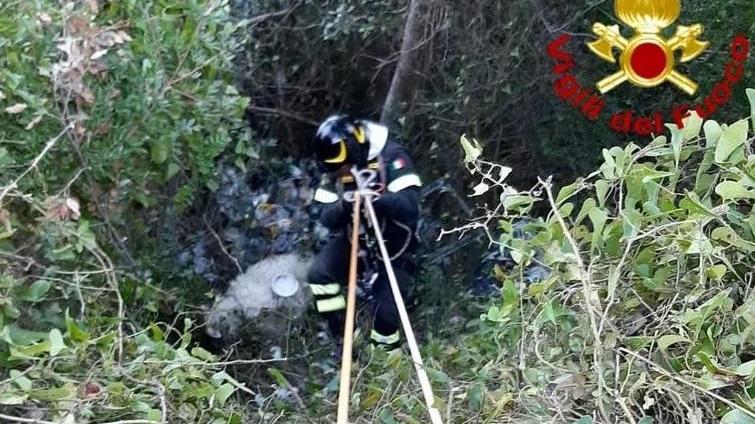 Pecora precipita nel crepaccio, salvata dai vigili