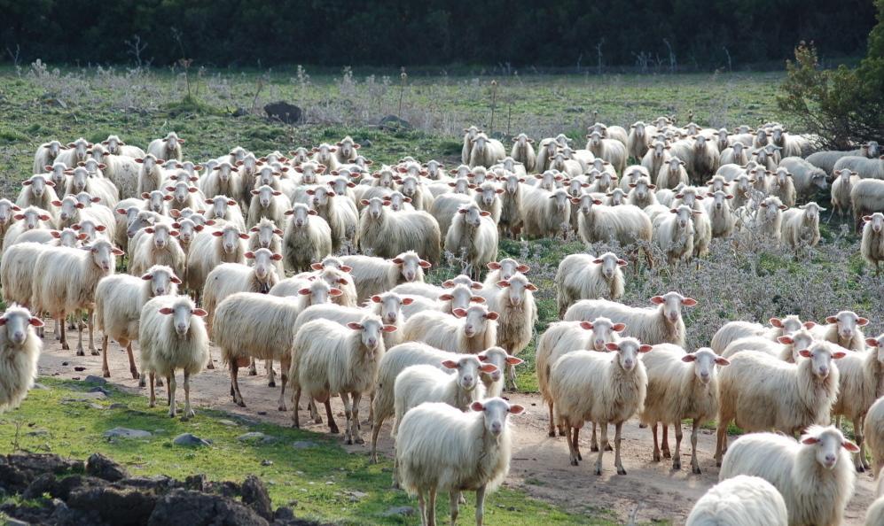 Nuovi focolai di lingua blu alt al trasporto di bestiame 