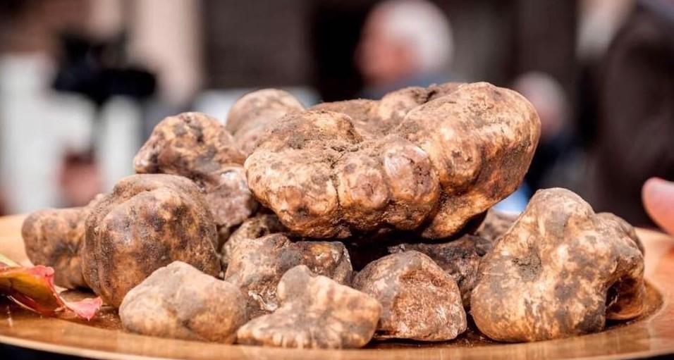 «Coltiveremo il tartufo bianco». Ma San Miniato snobba i francesi 