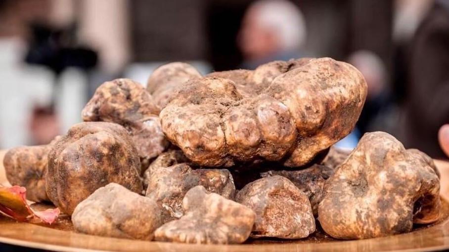 «Coltiveremo il tartufo bianco». Ma San Miniato snobba i francesi