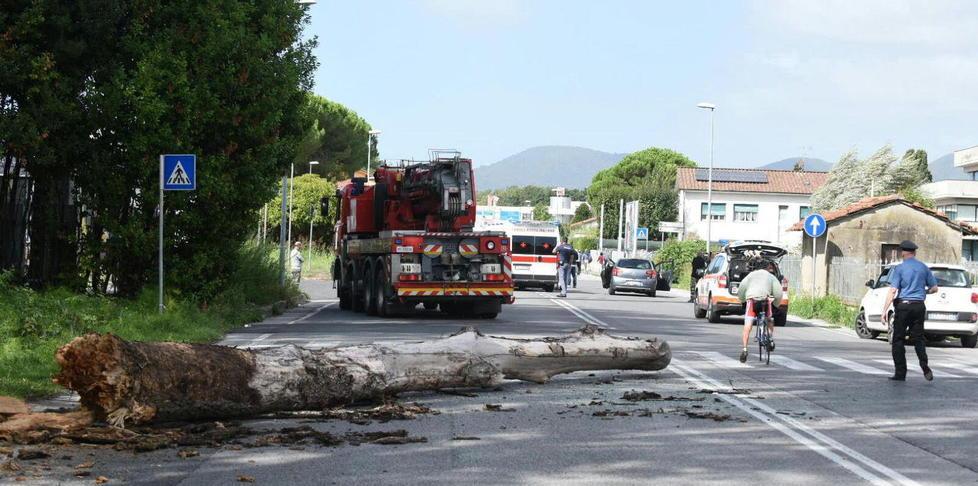 Donna travolta dall'albero, il giudice archivia il caso