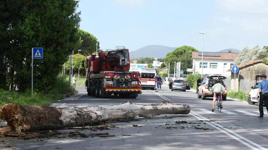 Donna travolta dall'albero, il giudice archivia il caso