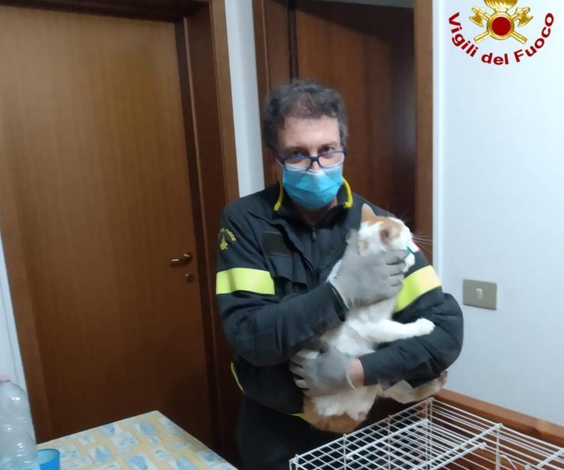 I pompieri salvano un gatto incastrato dentro al camino 