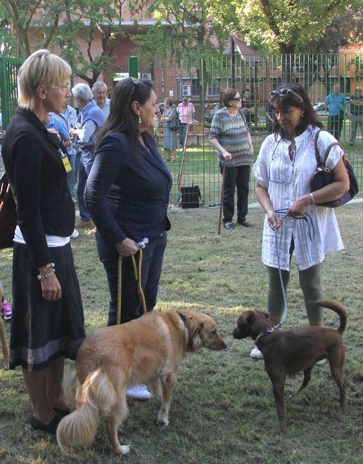 Sgambamento cani Individuate due aree per gli amici animali 