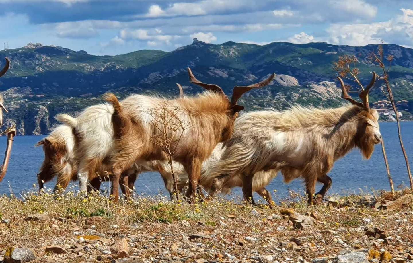 Le capre invadono l’isola di Caprera