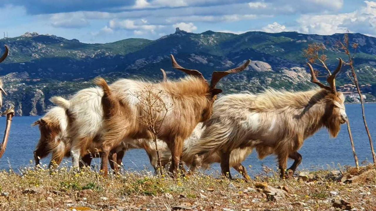 Le capre invadono l’isola di Caprera