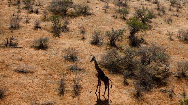 Kenya: due giraffe fulminate da cavi elettrici sospesi