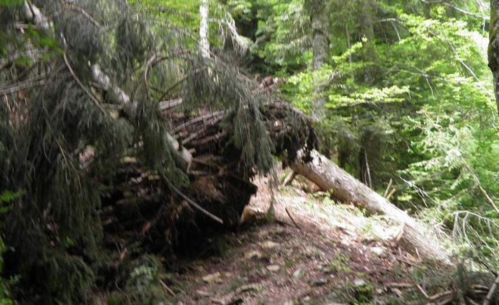 Allarme per le strade forestali «Ormai sono ridotte a fossi» 