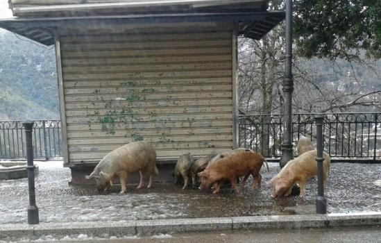 Peste suina, il morbo è ormai sparito ma l’Ue mantiene l’embargo 