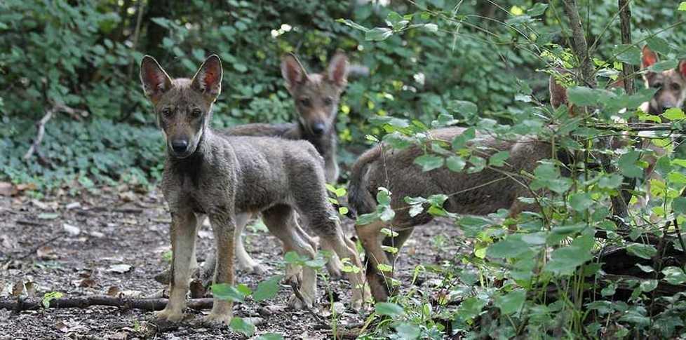 “Ho incontrato un lupo delle Valli di Argenta”: oggi altro webinar 