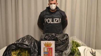 La marijuana sequestrata dalla squadra mobile