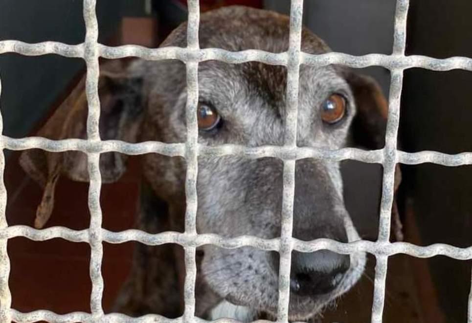 Serve con urgenza alimentazione specifica per animali anziani