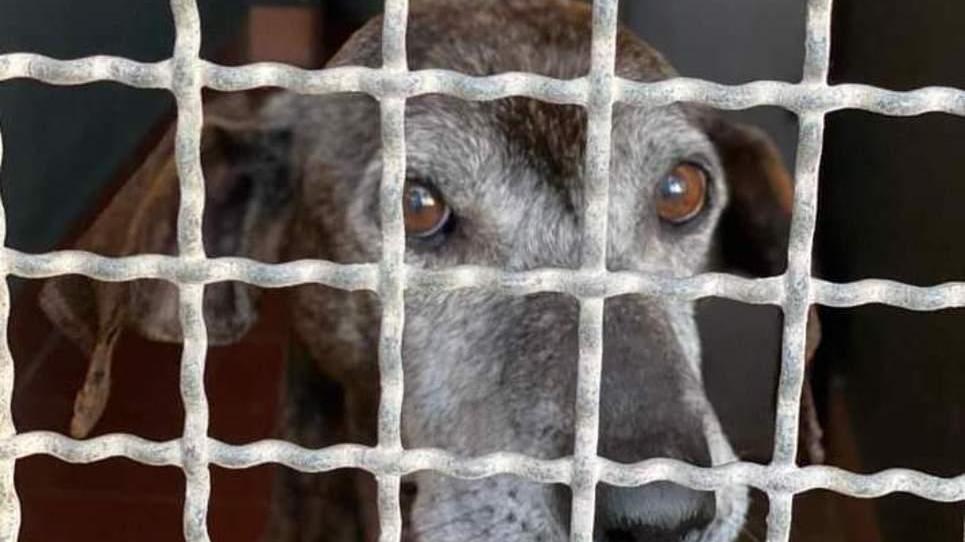 Serve con urgenza alimentazione specifica per animali anziani