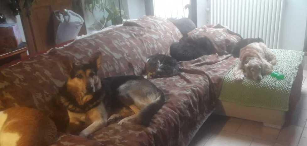 Balù, il cane cieco e abbandonato ha trovato una casa e la “sorella” cocker 