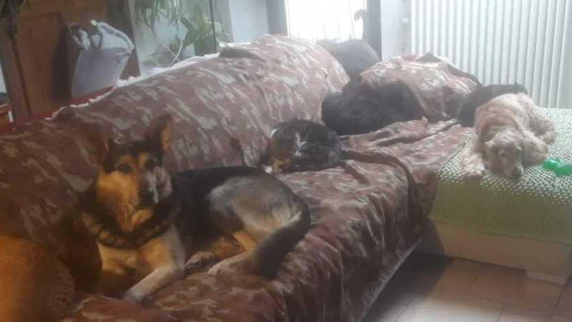 Balù, il cane cieco e abbandonato ha trovato una casa e la “sorella” cocker