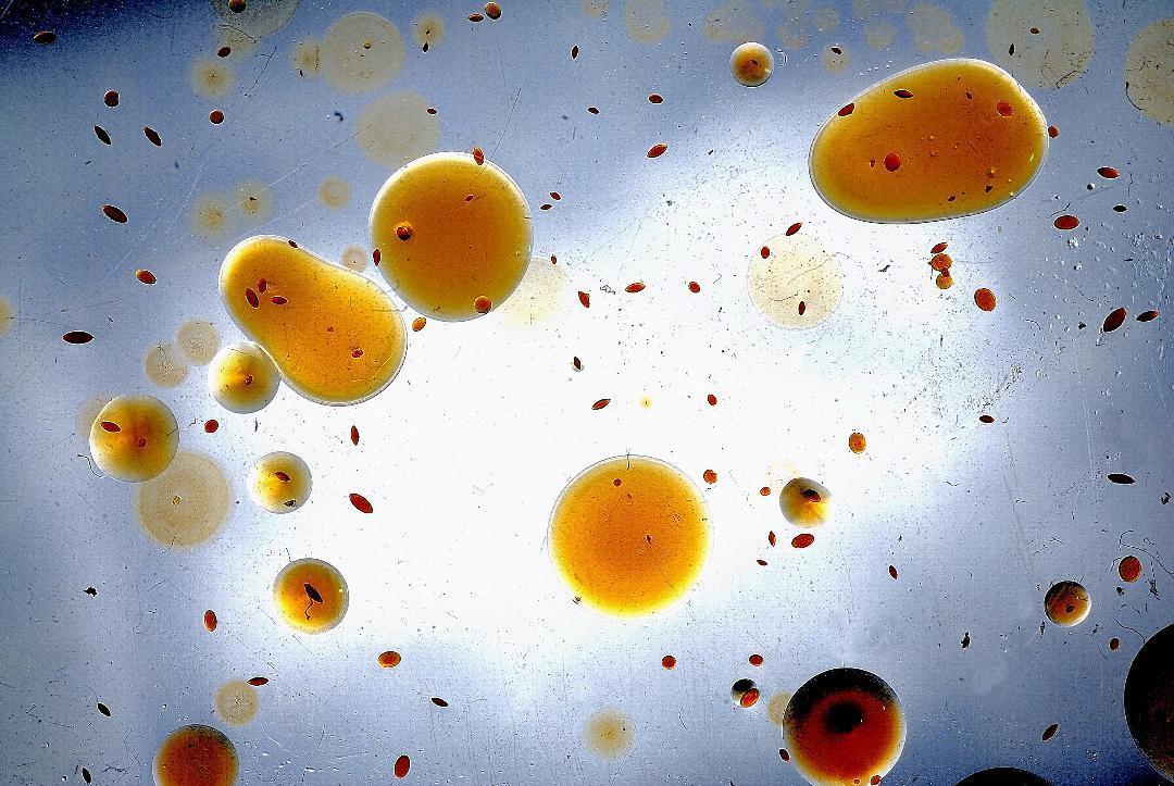 Modena Ricette gustose prendono vita grazie ai batteri 