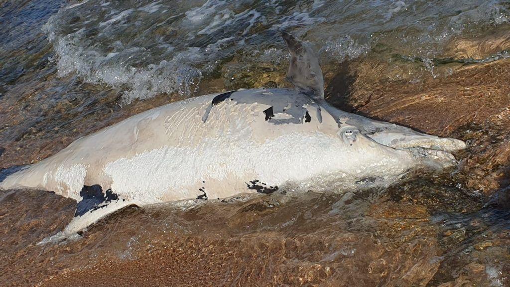 Il delfino trovato morto