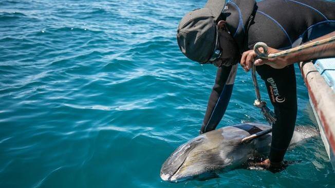 Mozambico: trovati cento delfini morti al largo della costa