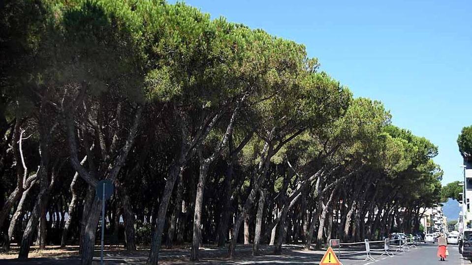 Verso il taglio di altri pini perizia in viale XX Settembre