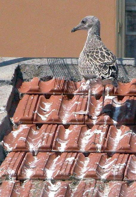 Gabbiani, come convivere Linee guida e meno disagi 